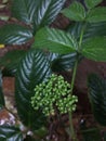 Beautiful evergreen plant. Wallpaper image