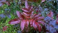 Beautiful evergreen red bush photinia fraseri red robin with water drops
