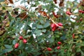 Evergreen shrub with red berries in Autumn