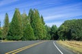 Beautiful evergreen trees on the roads of Oregon Royalty Free Stock Photo