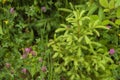 Beautiful evergreen young spruce tree with light green shoots with grass and field flowers. Eco environment. Royalty Free Stock Photo