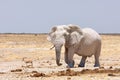 Beautiful ewhite lephant in Africa