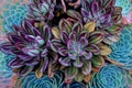 Painted Echeveria E. nodulosa Royalty Free Stock Photo