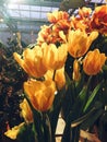 Beautiful exhibition of different tulips