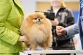 A beautiful exhibition Pomeranian dog during the inspection by the judges at the dog show