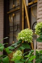 Beautiful exit from house, hotel in the old city. Exquisite golden door and hydrangea flowers in the foreground