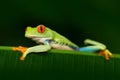 Beautiful exotic animal from central America. Red-eyed Tree Frog, Agalychnis callidryas, animal with big red eyes, in the nature h Royalty Free Stock Photo