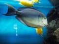 Beautiful exotic aquarium fish in a large aquarium Royalty Free Stock Photo