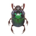Beautiful exotic beetle dung Oxysternon conspicillatum