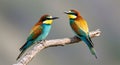 Beautiful exotic bird couple (bee-eater) 04 Royalty Free Stock Photo