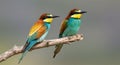 Beautiful exotic bird couple (bee-eater) 03 Royalty Free Stock Photo