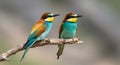 Beautiful exotic bird couple (bee-eater) 01 Royalty Free Stock Photo