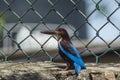 Beautiful exotic blue and brown color bird with long beak