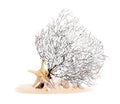 Beautiful exotic branching coral, shells and sand on white background