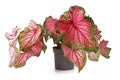 Beautiful exotic `Caladium Florida Sweetheart` plant with beautiful pink and green leaves on white background