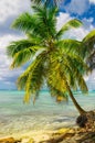 Beautiful exotic Caribbean coast with amazing palm tree, Dominican Republic,