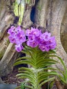 Beautiful exotic colorful purple orchids in full bloom.