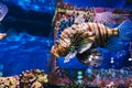 Beautiful exotic fish red lionfish Pterois volitans swimming in blue water Royalty Free Stock Photo