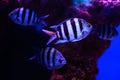 Beautiful exotic fishes swimming in the Red Sea of Eilat in Israel Royalty Free Stock Photo