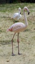 Beautiful exotic flamingo portrait. Pink bird Royalty Free Stock Photo