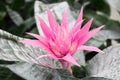 Beautiful exotic flower the bromelia: Aechmea fasciata