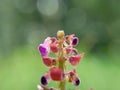 Beautiful exotic flower with a natural background Royalty Free Stock Photo