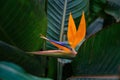 Beautiful flower royal Strelitzia Reginae surrounded dark green leaves. Orange and dark blue flower unusual shape in form bird.