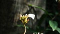 A Beautiful Exotic Flowers with Red and large white petals on the top in Gunung Pulai in Malaysia Royalty Free Stock Photo