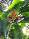 Beautiful exotic Heliconia Psittacorum or parrot's beak, or Parakeet flower
