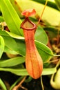 Beautiful and exotic Nepenthes alata plant in the garden