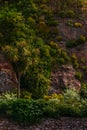 Beautiful exotic palm tree against the rock wall, colorful flowers, lush green vegetation, high cliff Royalty Free Stock Photo