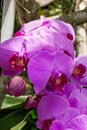 Beautiful exotic Phalaenopsis orchids