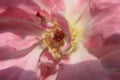 Pink rose macro photography for background