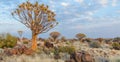 Beautiful exotic quiver tree in rocky and arid Namibian landscape, Namibia, Southern Africa Royalty Free Stock Photo