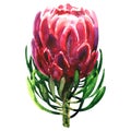 Beautiful exotic red queen protea plant, pink flower blossom, isolated, hand drawn watercolor illustration on white