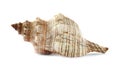 Beautiful exotic sea shell isolated Royalty Free Stock Photo