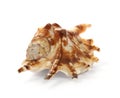 Beautiful exotic sea shell Royalty Free Stock Photo