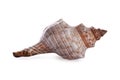 Beautiful exotic sea shell isolated Royalty Free Stock Photo