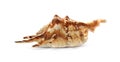 Beautiful exotic sea shell isolated Royalty Free Stock Photo