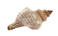 Beautiful exotic sea shell isolated Royalty Free Stock Photo