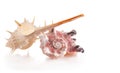 Beautiful exotic sea shell Murex trapa (rare-spined murex), Angaria delphinus (delphinula)