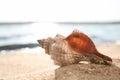 Exotic sea shell on sunlit sandy beach Royalty Free Stock Photo