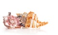 Beautiful exotic sea shells Angaria delphinus and Murex snails