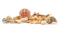 Beautiful exotic sea shells Royalty Free Stock Photo