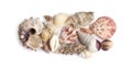 Beautiful exotic sea shells isolated on white Royalty Free Stock Photo