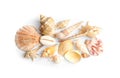 Beautiful exotic sea shells isolated on white, top view Royalty Free Stock Photo
