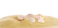 Beautiful exotic sea shells and sand on background Royalty Free Stock Photo