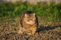 Beautiful exotic shorthair cat Royalty Free Stock Photo