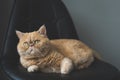 Beautiful exotic shorthair cat laying on leather chair. Toned image Royalty Free Stock Photo