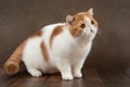 beautiful exotic shorthair cat lies on the brown background of the studio Royalty Free Stock Photo